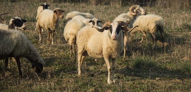 Τέλος Σεπτεμβρίου τελειώνουμε με την πανώλη (βίντεο)